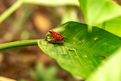 Rana Roja, Rana, Naturaleza