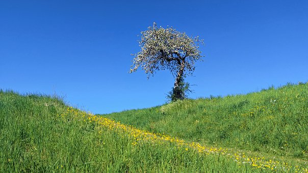 Jabloň, Modrá Obloha, Kvetoucí Strom