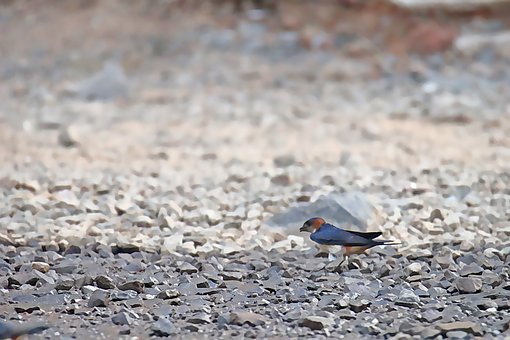 Free Bird Color photo and picture