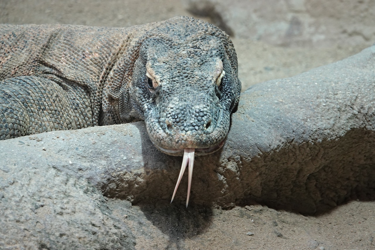 Monitor Lizard Animal - Free photo on Pixabay