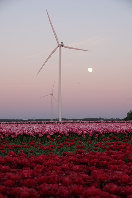 Free Wind Turbine Tulips photo and picture