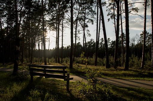 Banco, Bosque, Árboles, Puesta De Sol