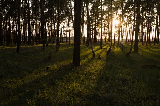 Bosque, Sol, Sombras, Puesta De Sol