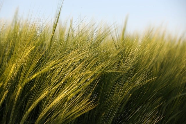 Download free HD stock image of Meadow Barley Free Meadow Barley photo and picture