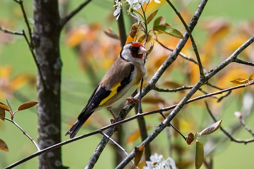 Free Goldfinch Bird photo and picture
