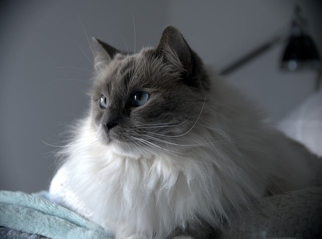 Download free HD stock image of Cat Pet Free Cat Pet photo and picture