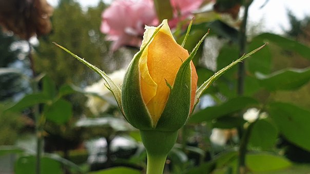 Galben, Trandafir, Floare, Mugur, Natură