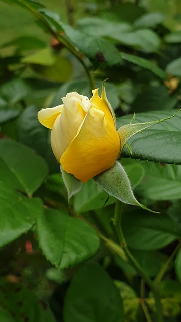 Trandafir Galben, Floare, Boboc, Grădină