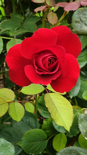 Trandafir, Culoare Roșie, Floare