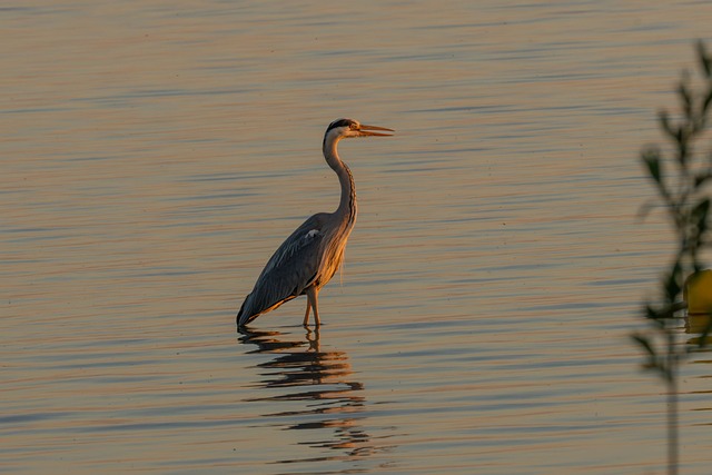Free Heron Morning photo and picture