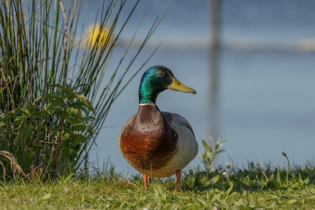 Free Duck Nature photo and picture