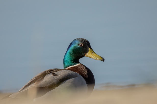 Free Duck Bird photo and picture
