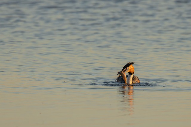Free Water Bird Black-Necked Grebe photo and picture