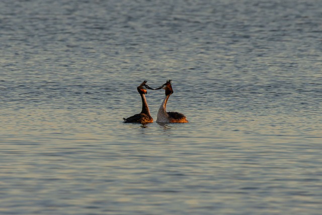 Free Birds Great Crested Grebe photo and picture