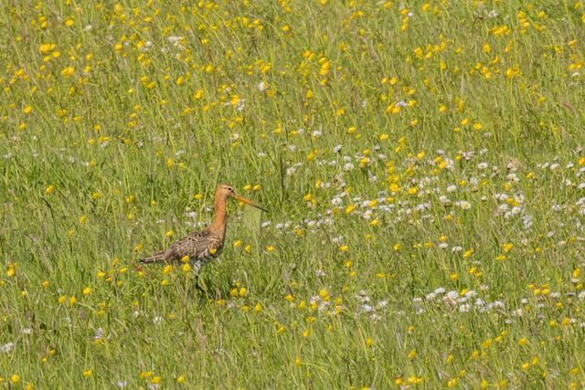 Free Nature Meadow photo and picture