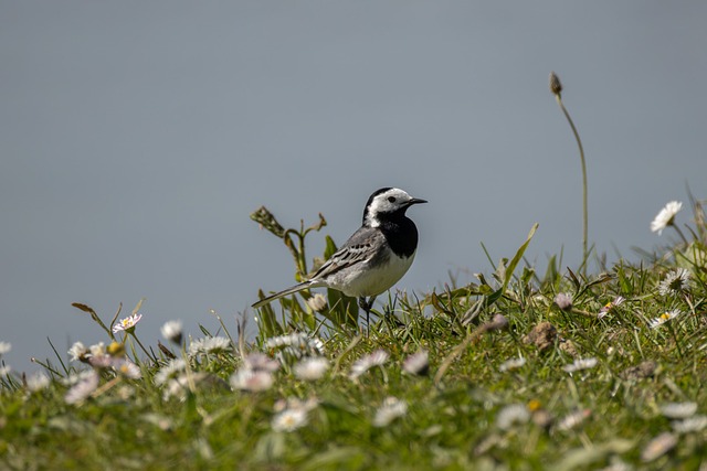 Free Bird Nature photo and picture