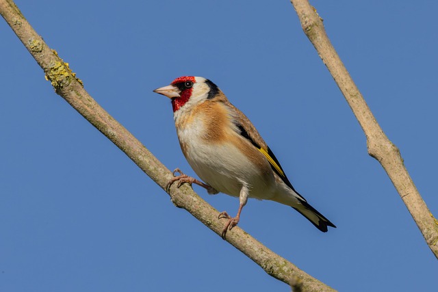 Free Bird Goldfinch photo and picture