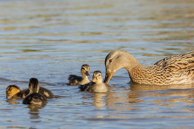 Free Duck Ducklings photo and picture