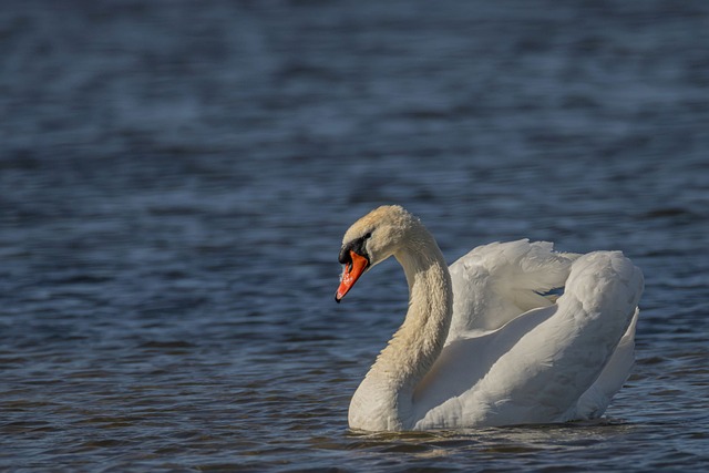 Free Swan Bird photo and picture