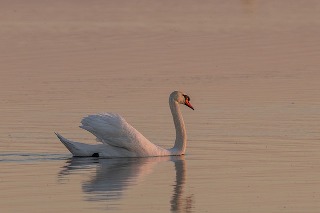 Free Swan Lake photo and picture