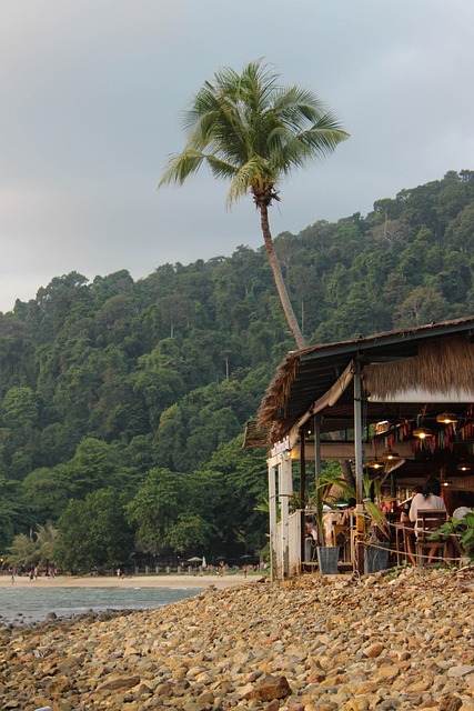 Free Beach Palm photo and picture