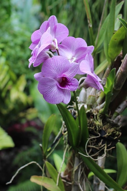 Free Orchid Flower photo and picture