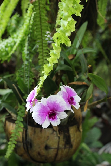 Free Orchid Lilac photo and picture