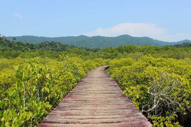 Free Wooden Path Mangroves photo and picture