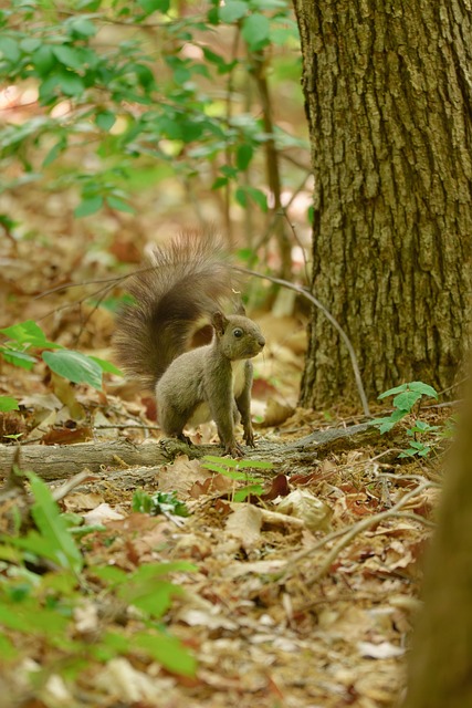 Esquilo, Floresta, Selvagem, Animal