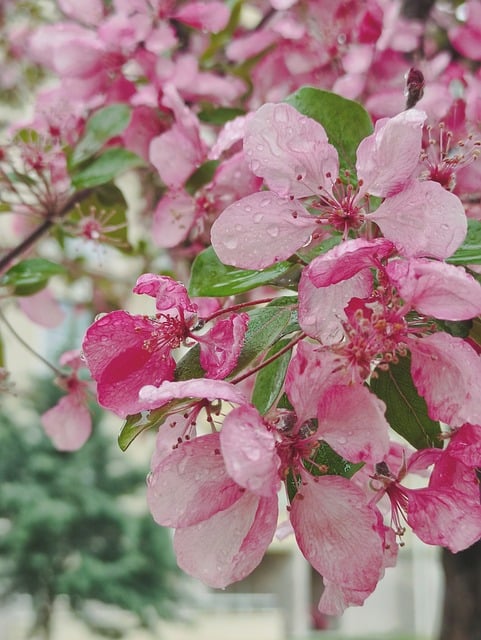Free Flowers Pink photo and picture