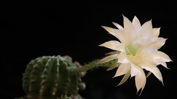 Cactus, Floare, Înflorire Nocturnă