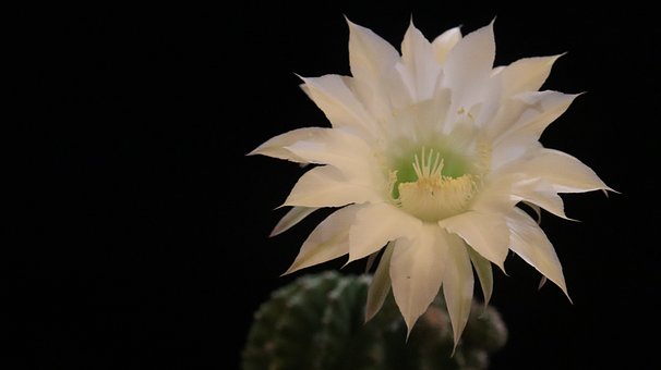 Cactus, Floare, Echinopsis, Alb, Natură