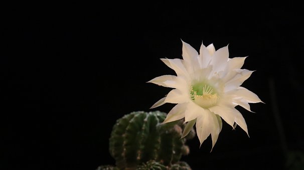 Natura, Cactus, Floare, Floare Albă
