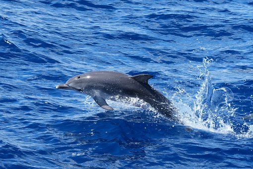 Delfin, Ozean, Atlantik, Springen