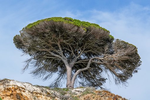 Baum, Himmel, Landschaft, Natur, Algarve