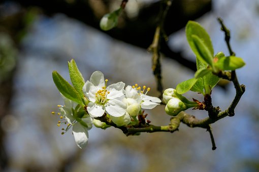 Blumen, Zweig, Frühling, Obstbaum
