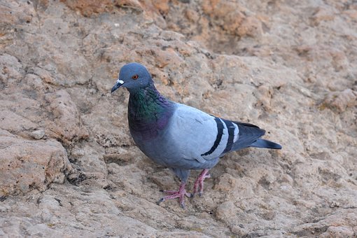 Taube, Fels, Natur, Vogel, Schnabel