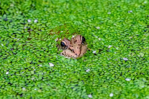 Frosch, Wasserpflanzen, Tarnung