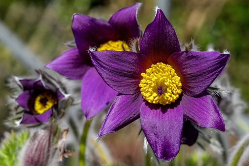 Kuhschelle, Frühlingsblume