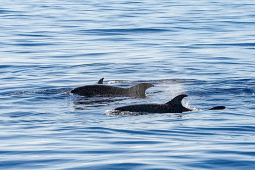 Delfin, Madeira, Ozean, Atlantisch