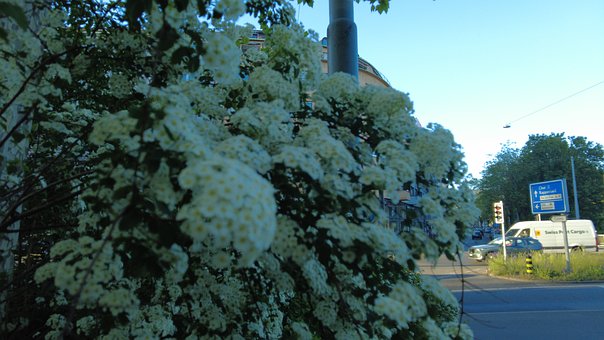 Witte Bloemen, Stedelijk Landschap