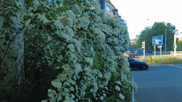 Spirea, Witte Bloemen, Struik