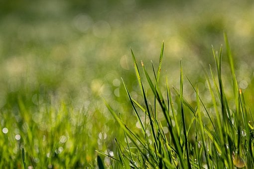 Dauw, Natuur, Gras, Macro, Groen
