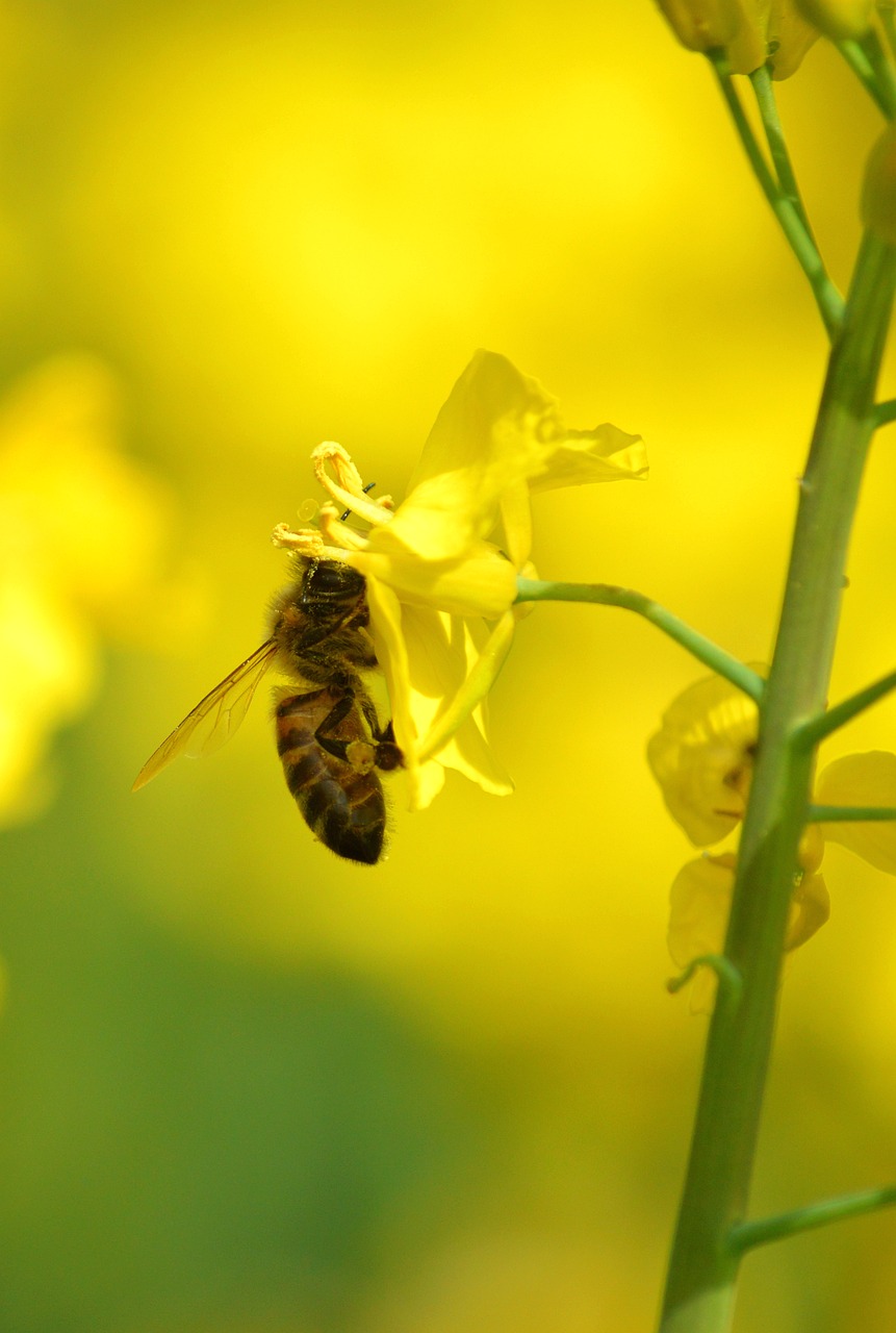 Bee Flower Yellow - Free photo on Pixabay