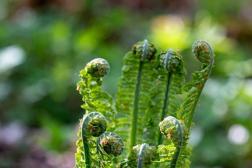 Varen, Bladeren, Groen, Macro Fotografie