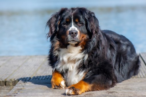 Free Bernese Mountain Dog Dog photo and picture