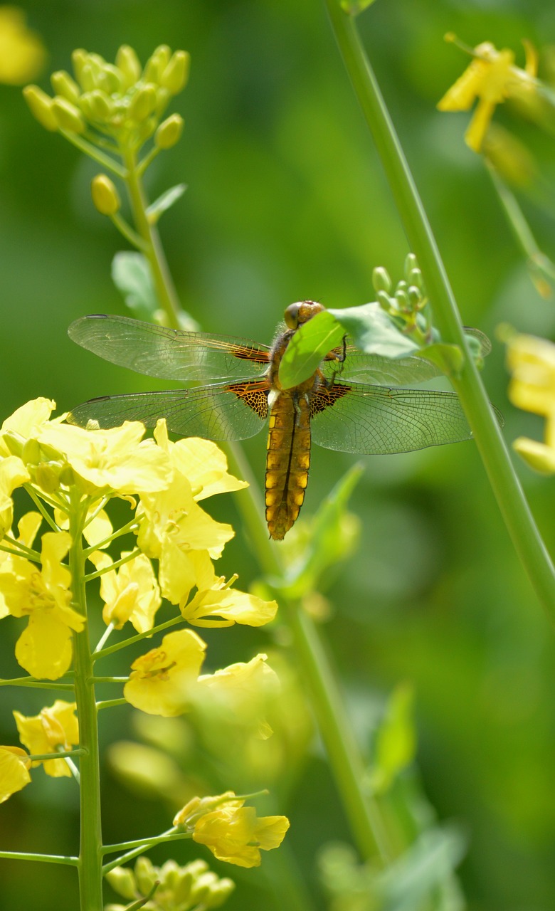 Dragonfly Nature Insect Yellow - Free photo on Pixabay