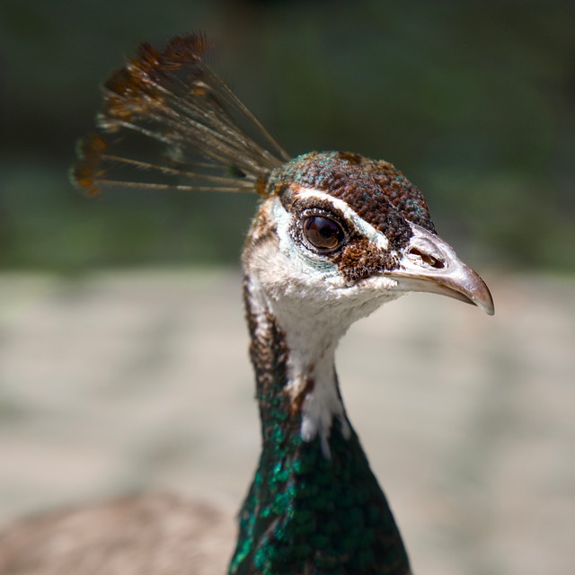 Free Peacock Bird photo and picture