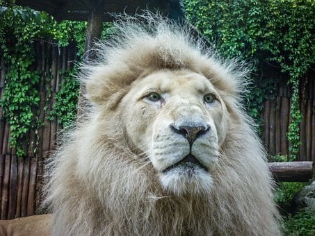 Free Lion Mammal photo and picture