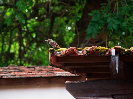 Free Bird Roof photo and picture